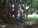 2017-03-30 14-24-08 Meudon-Cypres de Nootka